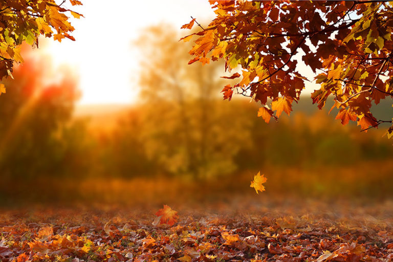 Image of a fall scenery